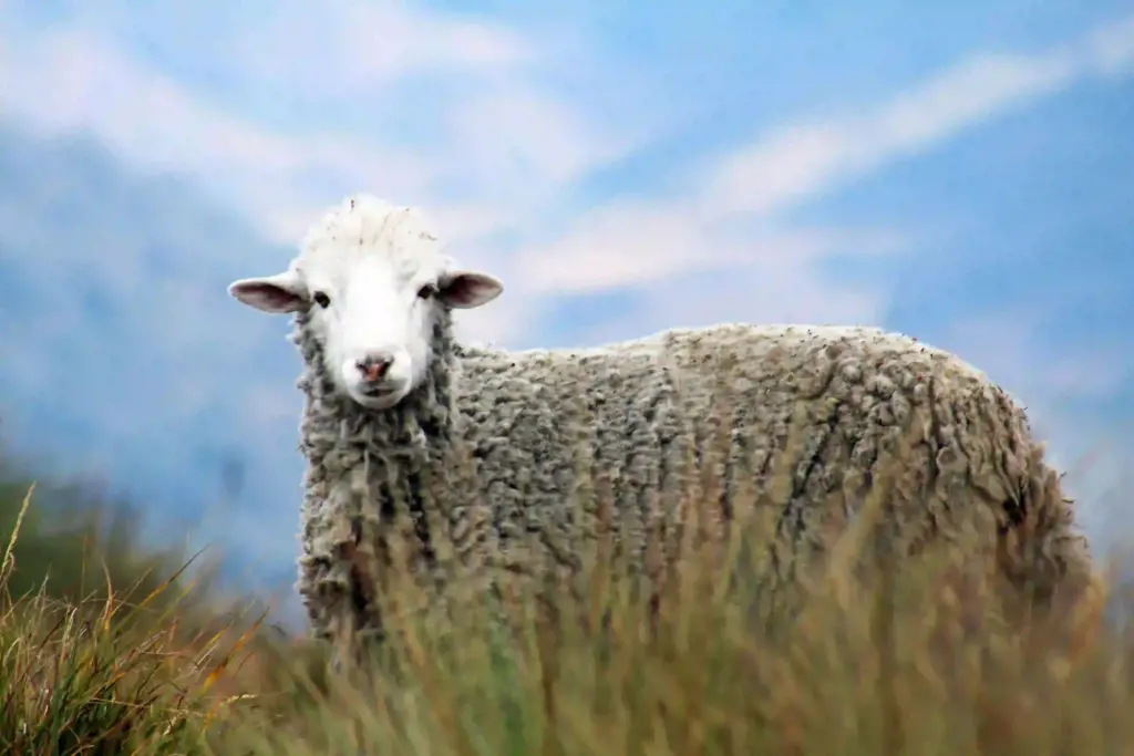 Merino wool, derived from Merino sheep, is celebrated for its exceptionally fine and soft texture.